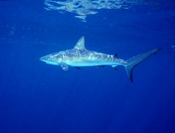 Reef shark taken in Roatan w/NikV, 15mm lens & ambient li... by Beverly J. Speed 